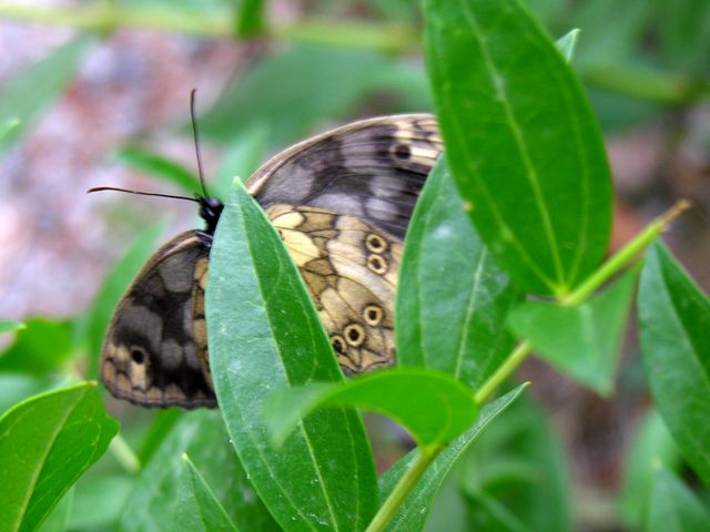 Melanargia galathea procida